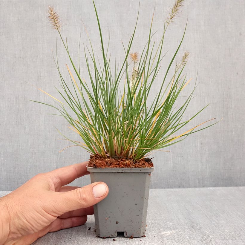 Spécimen de Pennisetum alopecuroides Piglet - Herbe aux écouvillons Godet de 8/9 cm tel que livré en automne