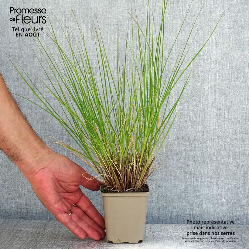 Spécimen de Pennisetum alopecuroides Piglet - Herbe aux écouvillons Godet de 8/9 cm tel que livré en été