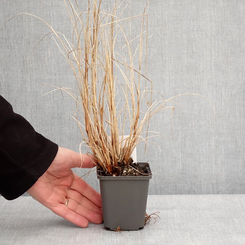 Spécimen de Pennisetum alopecuroides Piglet - Herbe aux écouvillons Godet de 8/9 cm tel que livré en hiver