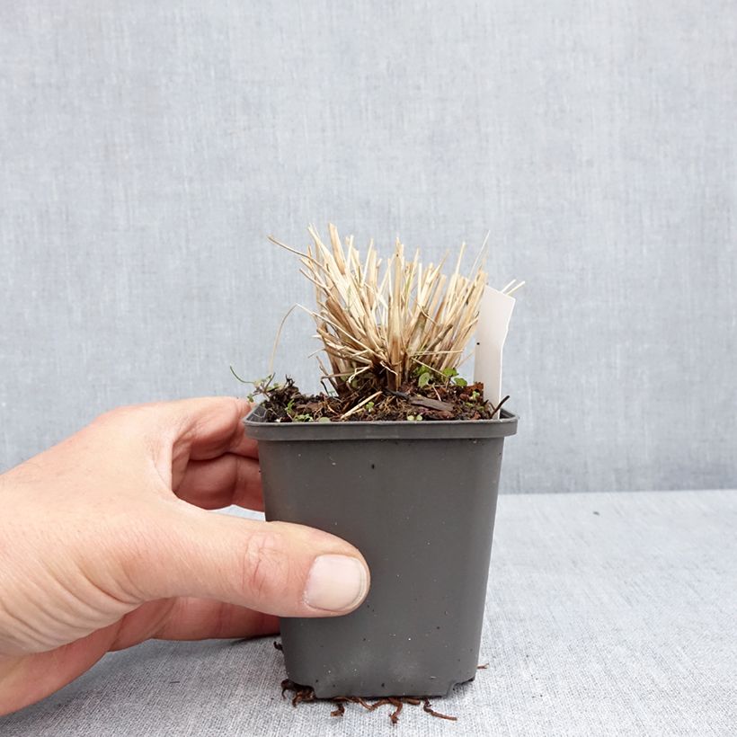 Spécimen de Pennisetum alopecuroides Piglet - Herbe aux écouvillons Godet de 8/9 cm tel que livré au printemps