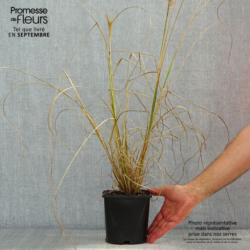 Spécimen de Pennisetum alopecuroides Red Head - Herbe aux écouvillons Pot de 2L/3L tel que livré en été