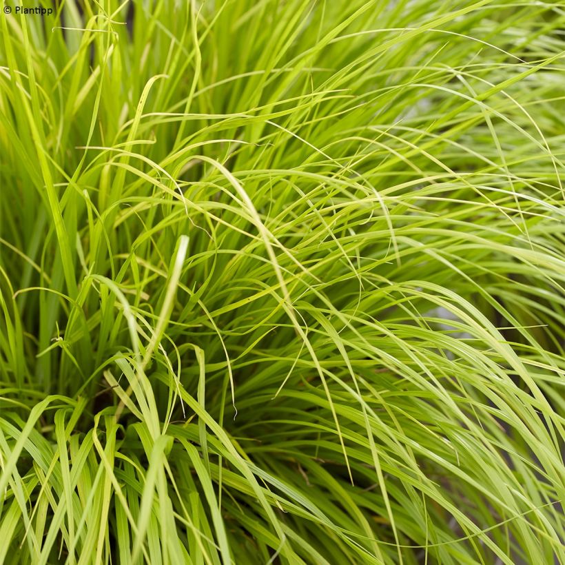Pennisetum alopecuroides Lumen Gold - Herbe aux écouvillons (Feuillage)