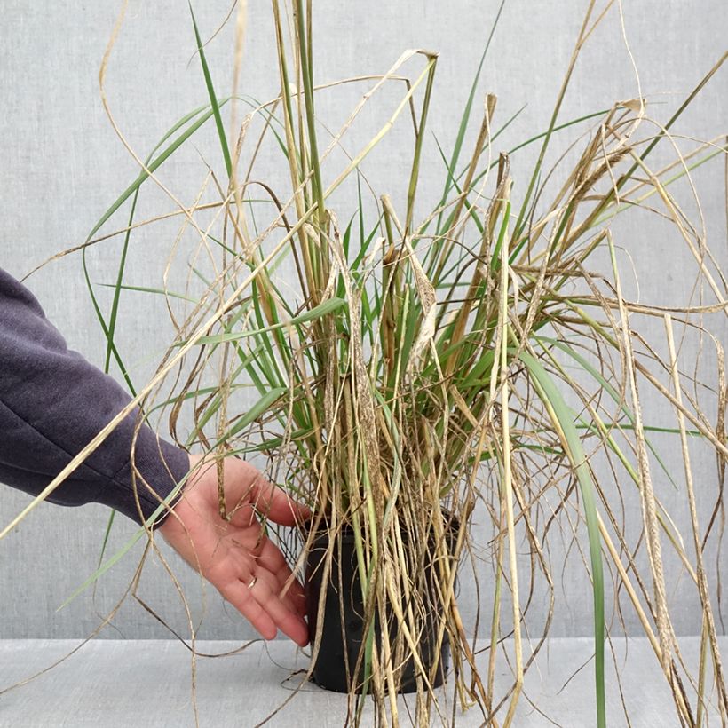 Spécimen de Pennisetum macrourum White Lancer - Herbe aux écouvillons Pot de 1,5L/2L tel que livré en automne