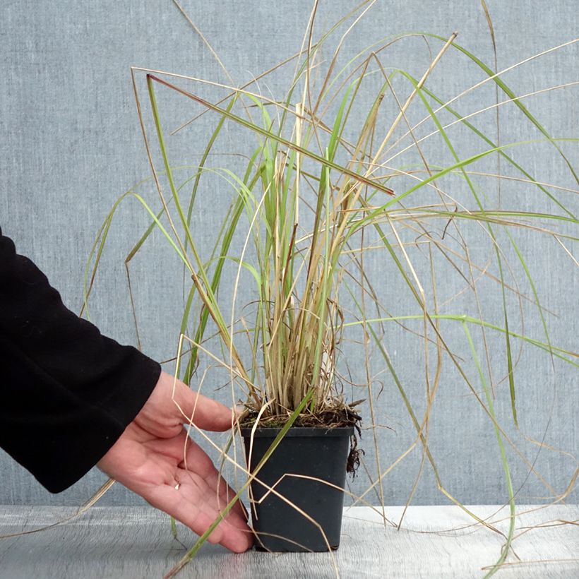Spécimen de Pennisetum massaicum Red Bunny Tail Godet de 8/9 cm tel que livré en automne