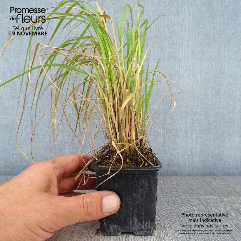Spécimen de Pennisetum massaicum Red Button - Herbe aux écouvillons rouges  Godet de 8/9 cm tel que livré en automne