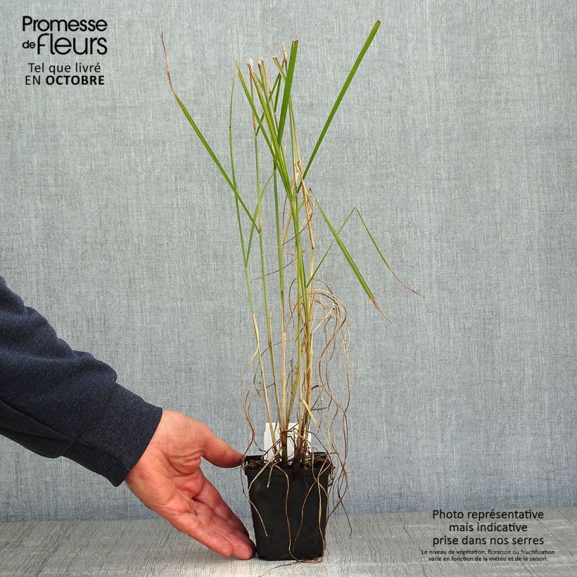Spécimen de Pennisetum orientale Fairy Tails - Herbe aux écouvillons Godet de 8/9 cm tel que livré en automne
