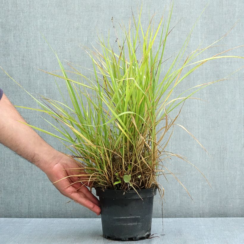 Spécimen de Pennisetum orientale Fairy Tails - Herbe aux écouvillons Pot de 2L/3L tel que livré en été