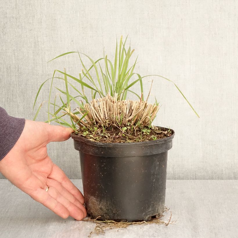 Spécimen de Pennisetum orientale Fairy Tails - Herbe aux écouvillons Pot de 2L/3L tel que livré au printemps