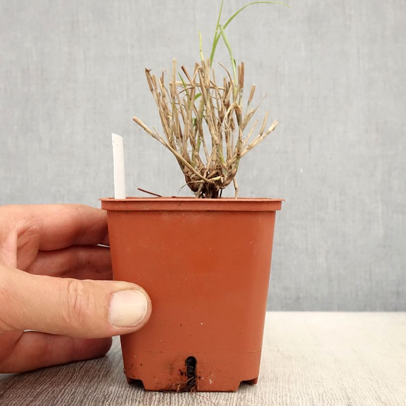 Pennisetum orientale JS Dance With Me Maceta de 8/9 cm Ejemplar entregado en la primavera