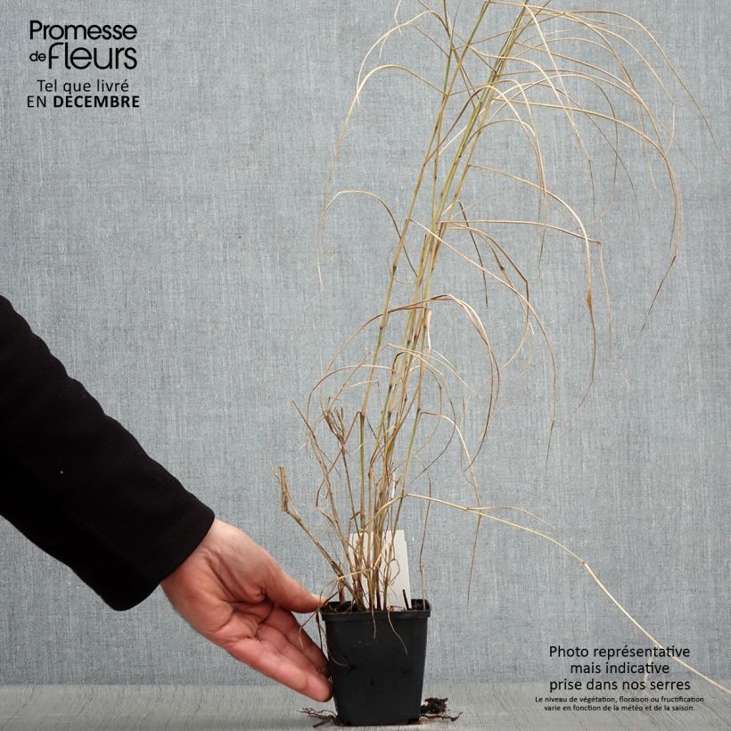 Spécimen de Pennisetum orientale Karley Rose - Herbe aux écouvillons roses Godet de 8/9 cm tel que livré en automne