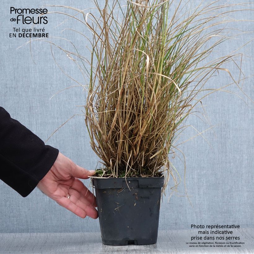 Spécimen de Pennisetum orientale Tall Tails - Herbe aux écouvillons blanc argenté Pot de 2L/3L tel que livré en automne