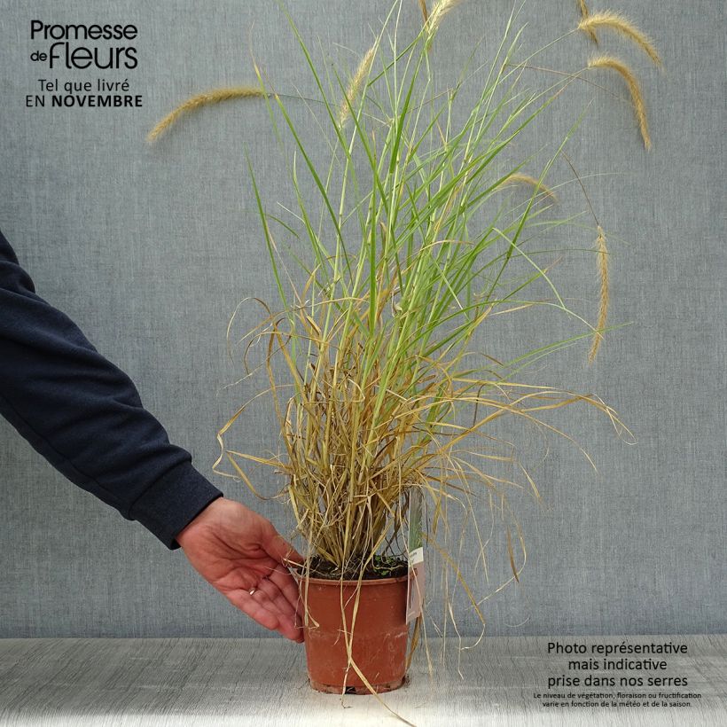 Spécimen de Pennisetum setaceum Skyrocket - Herbe aux écouvillons Pot de 1L/1,5L tel que livré en automne