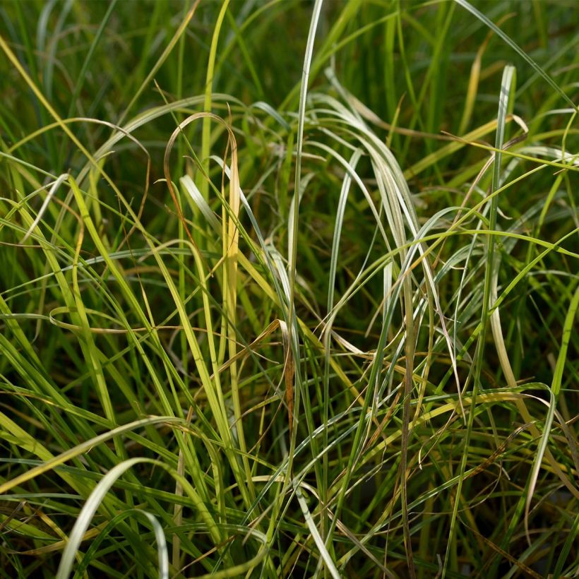 Pennisetum villosum - Herbe aux écouvillons (Feuillage)