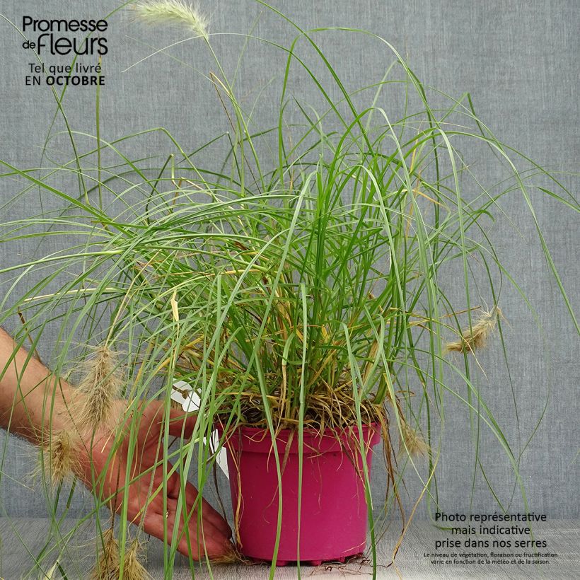 Spécimen de Pennisetum villosum - Herbe aux écouvillons Pot de 2L/3L tel que livré en automne