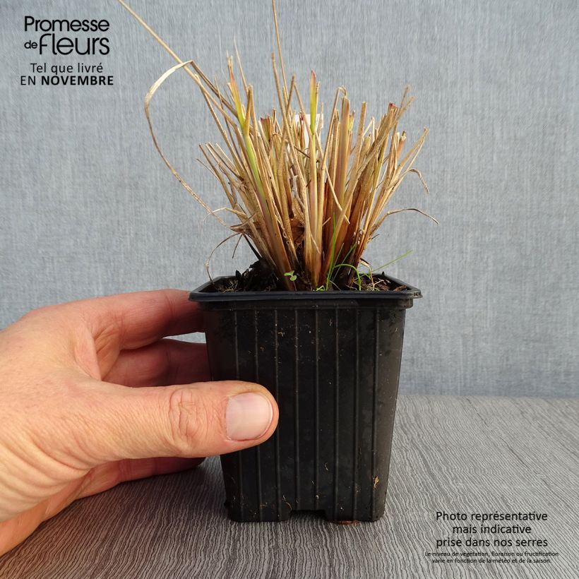 Spécimen de Pennisetum Windy Simonette - Herbe aux écouvillons Godet de 8/9 cm tel que livré en automne