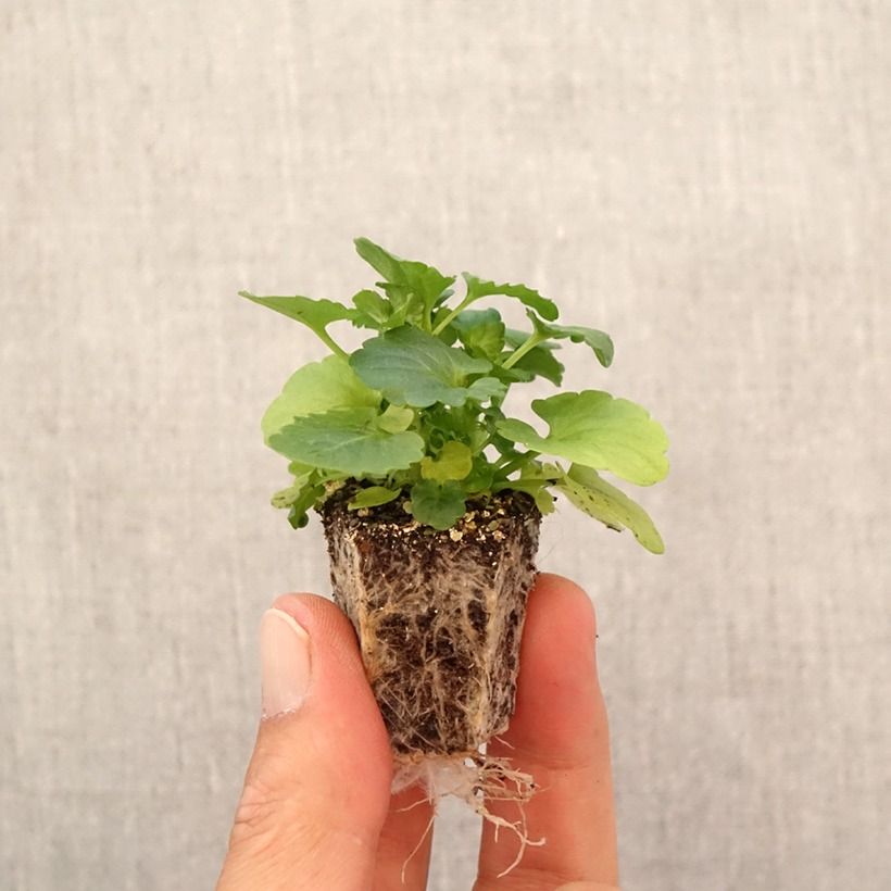 Spécimen de Pensée à Fleurs Moyennes Mariposa F1 en mélange Mini-motte - Mottes de 3,8 x 3,2 cm en plaque de culture par 16 - Viola x wittrockiana  Jardimotte : motte 3,8 cm x 3,2 cm en plaque de culture par 16, Plant vert de 5 cm de haut environ tel que livré en automne