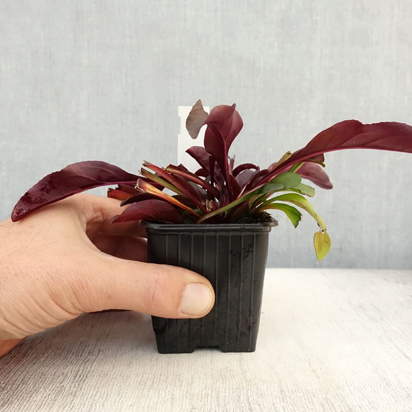 Spécimen de Penstemon digitalis Dakota Burgundy Godet de 8/9 cm tel que livré en automne