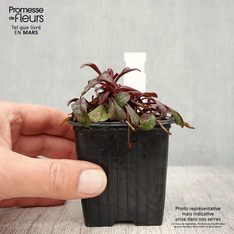 Penstemon digitalis Dakota Burgundy - Foxglove beardtongue 8/9 cm pot sample as delivered in spring