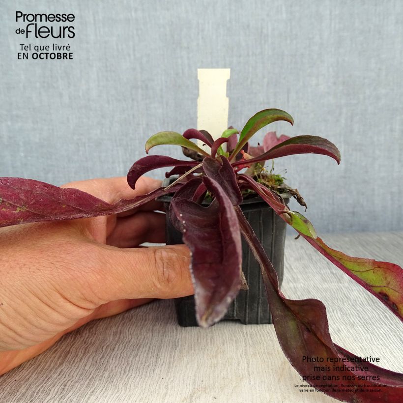 Spécimen de Penstemon digitalis Dakota Verde Godet de 8/9 cm tel que livré en automne