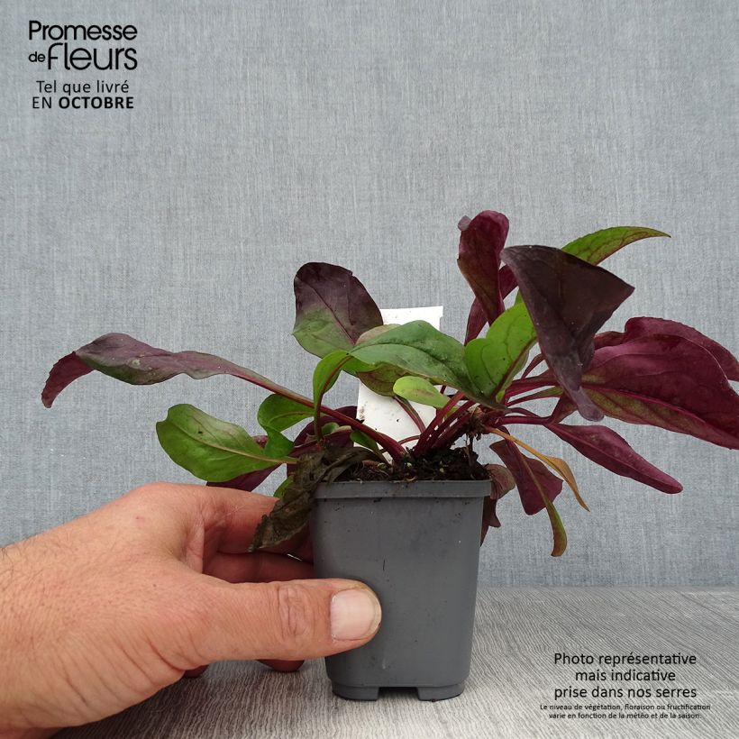 Spécimen de Penstemon digitalis Dark Towers - Galane Godet de 8/9 cm tel que livré en automne