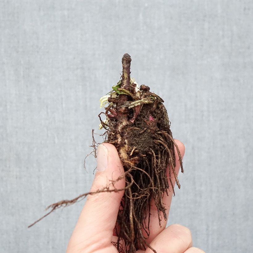 Spécimen de Penstemon digitalis Dark Towers - Galane Racines nues tel que livré en hiver