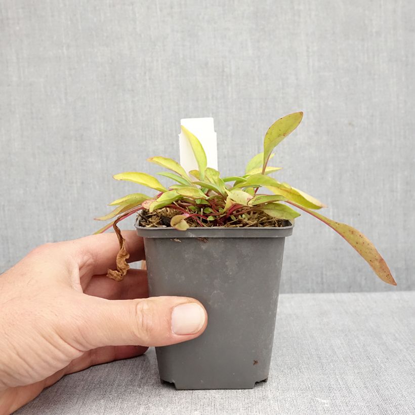 Spécimen de Penstemon digitalis Goldfinger - Galane Godet de 7/8 cm tel que livré en automne