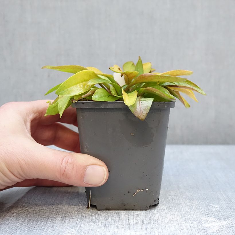 Spécimen de Penstemon digitalis Goldfinger - Galane Godet de 7/8 cm tel que livré en hiver