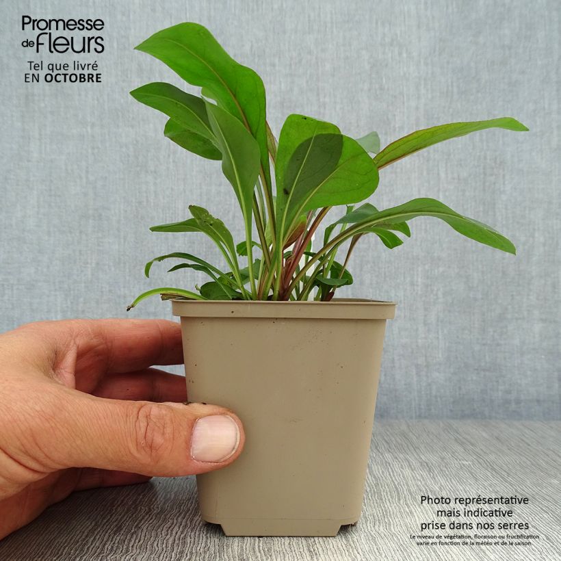 Spécimen de Penstemon digitalis Pocahontas - Galane Godet de 8/9 cm tel que livré en automne