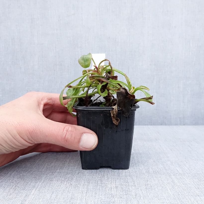 Spécimen de Penstemon eatonii - Penstémon d'Eaton, galane Godet de 8/9 cm tel que livré en hiver