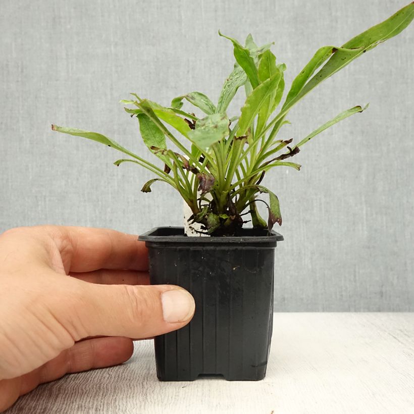 Spécimen de Penstemon eatonii - Penstémon d'Eaton, galane Godet de 8/9 cm tel que livré au printemps