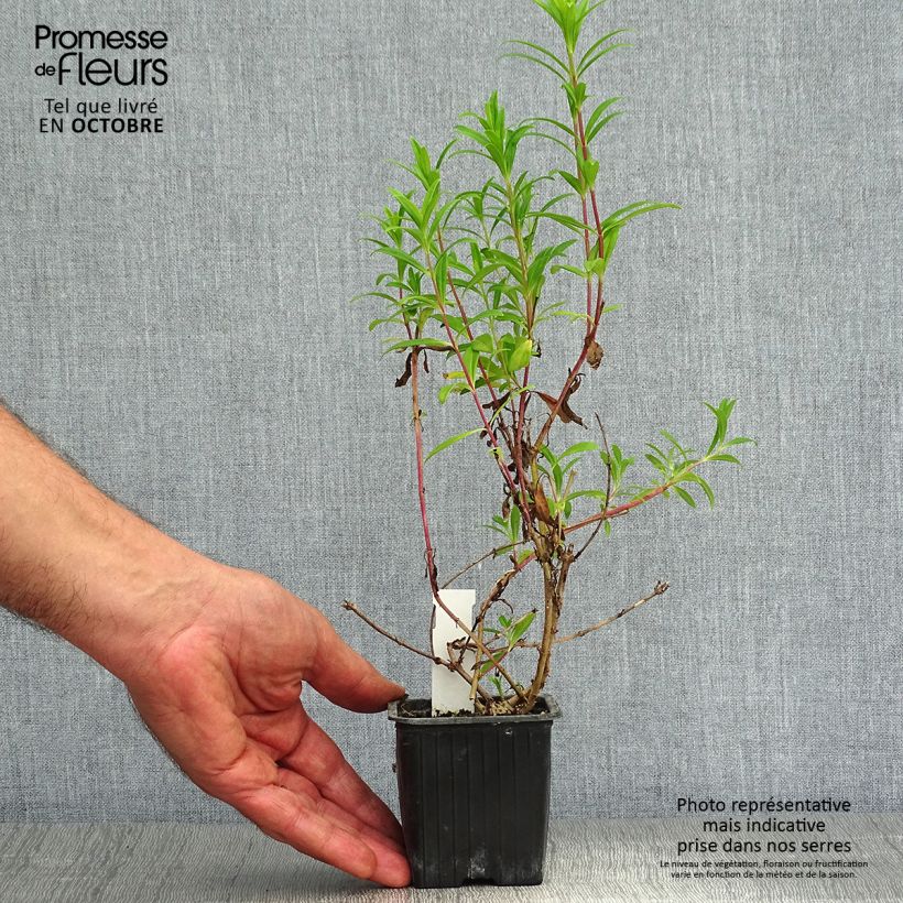 Spécimen de Penstemon Hewell Pink Bedder - Galane Godet de 8/9 cm tel que livré en automne