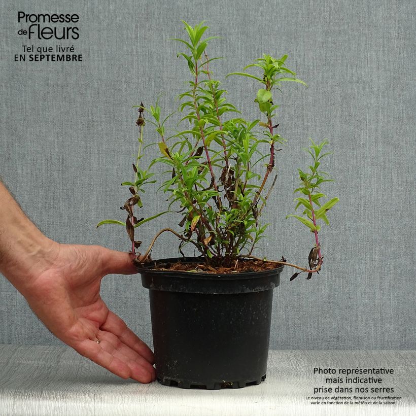 Spécimen de Penstemon Hewell Pink Bedder - Galane Pot de 2L/3L tel que livré en automne