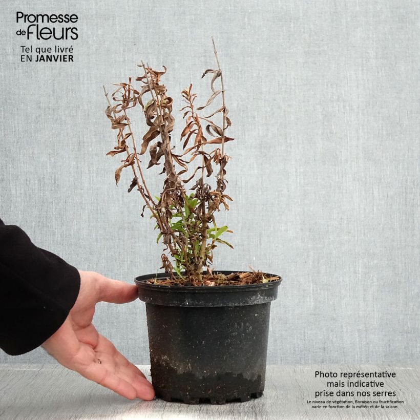 Spécimen de Penstemon Hewell Pink Bedder - Galane Pot de 2L/3L tel que livré en hiver