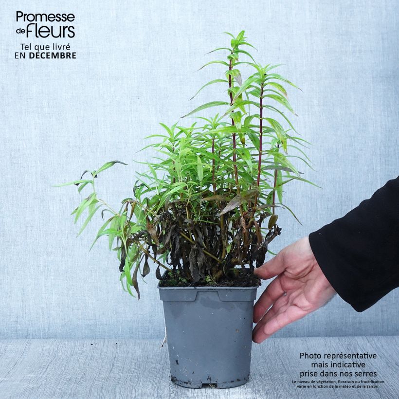 Spécimen de Penstemon hybride Blackbird - Galane Pot de 2L/3L tel que livré en automne