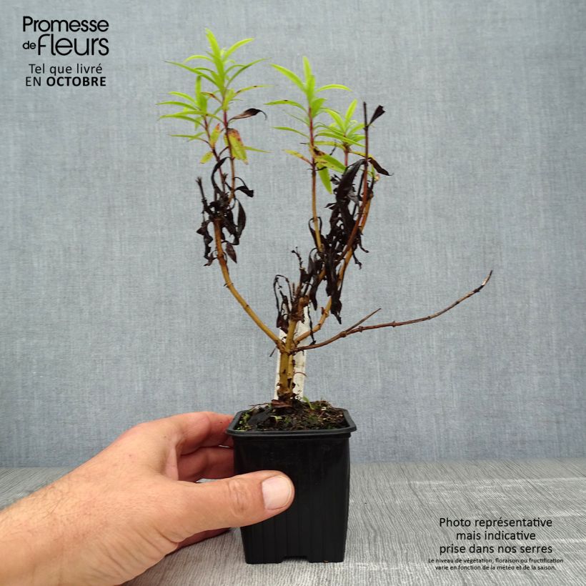 Spécimen de Penstemon hybride Blackbird - Galane Godet de 7/8 cm tel que livré en automne