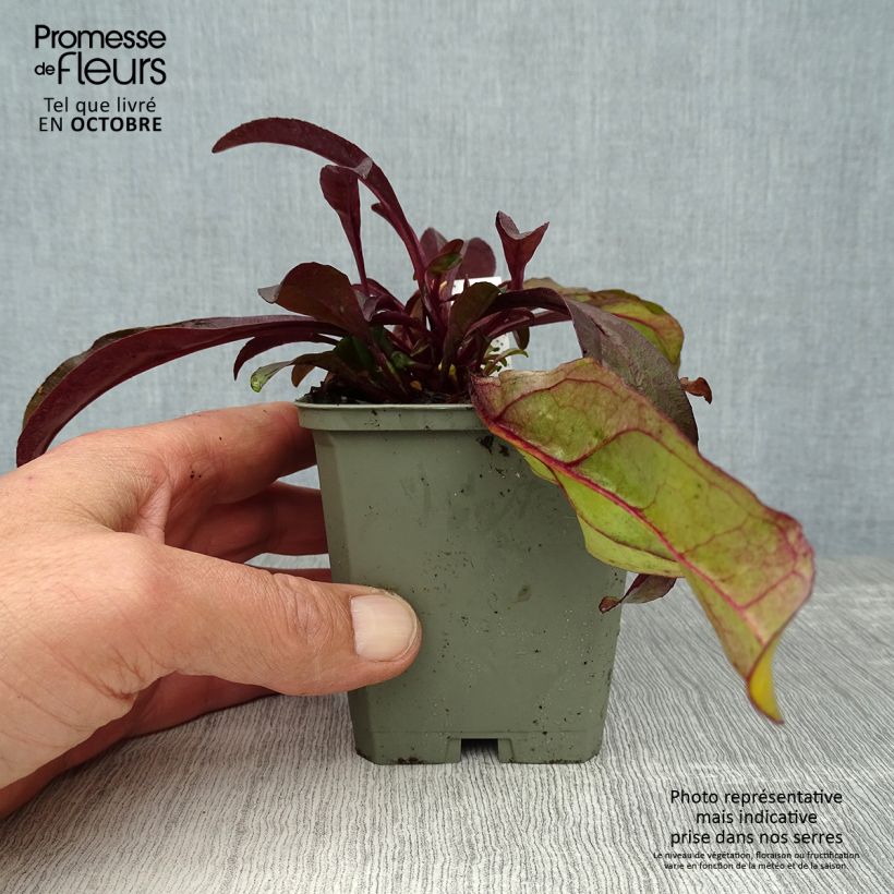 Spécimen de Penstemon hybride Husker Red - Galane Godet de 8/9 cm tel que livré en automne