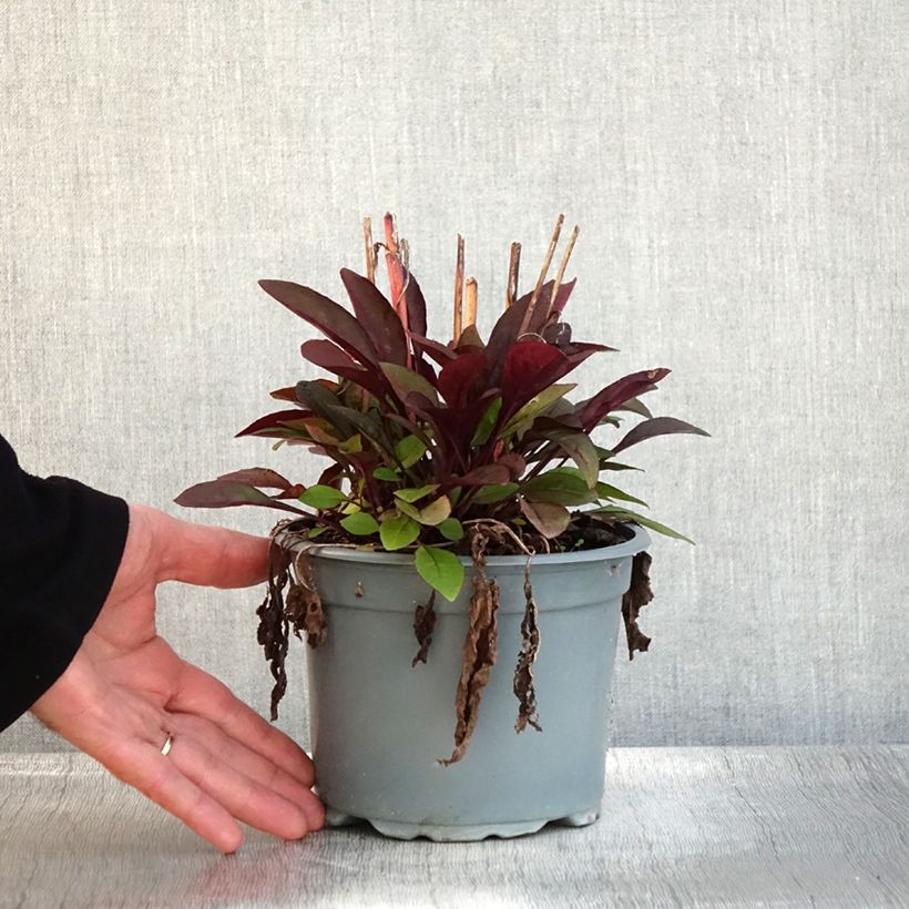 Spécimen de Penstemon hybride Husker Red - Galane Pot de 2L/3L tel que livré en automne