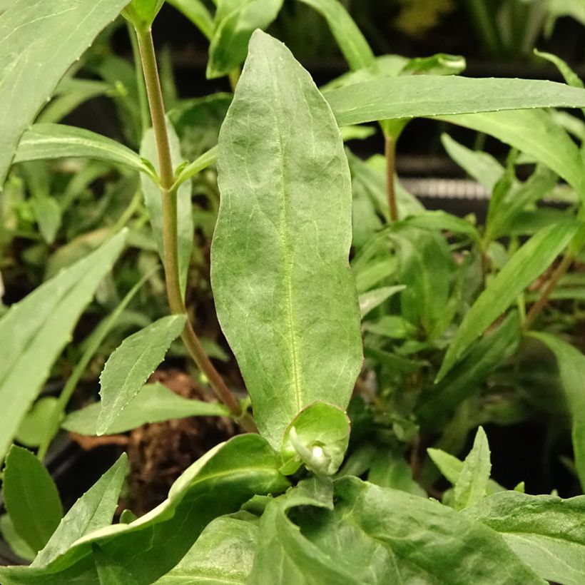 Penstemon hybride Midnight - Galane (Feuillage)