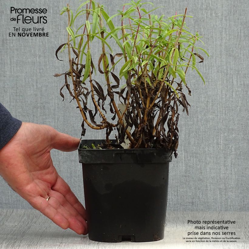 Spécimen de Penstemon hybride Schoenholzeri - Galane Pot de 2L/3L tel que livré en automne