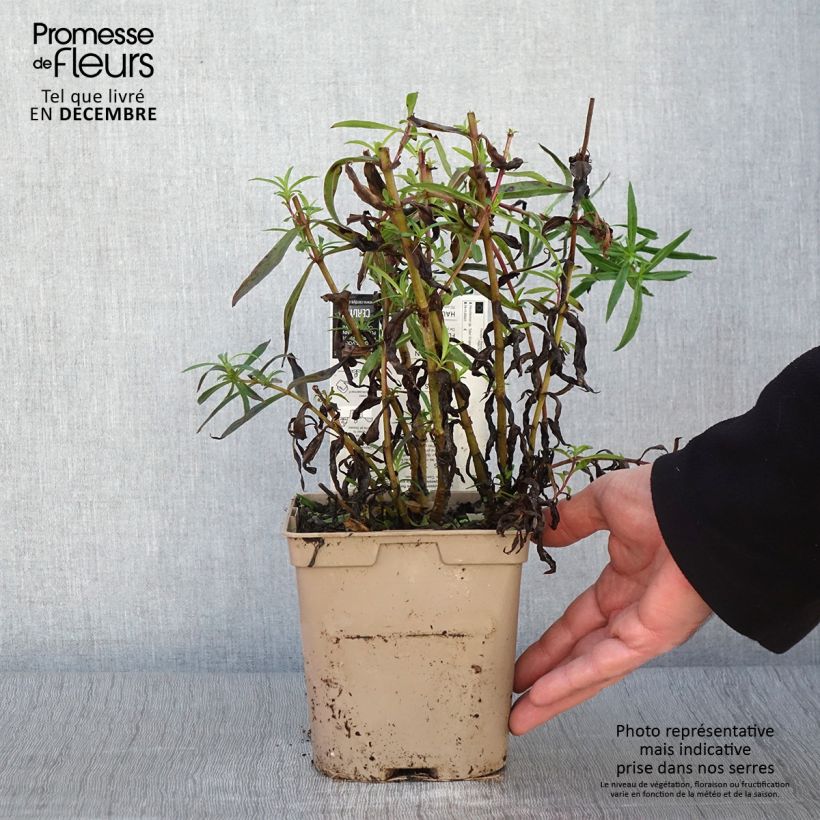 Spécimen de Penstemon hybride Sour Grapes - Galane Pot de 2L/3L tel que livré en automne