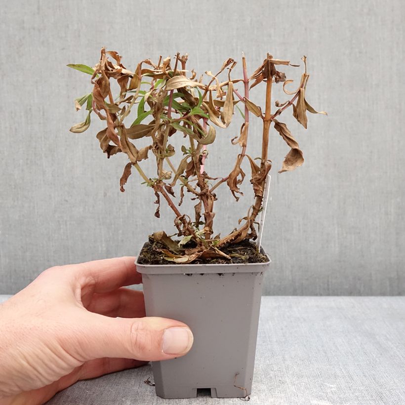 Spécimen de Penstemon hybride Sour Grapes - Galane Godet de 8/9 cm tel que livré en hiver