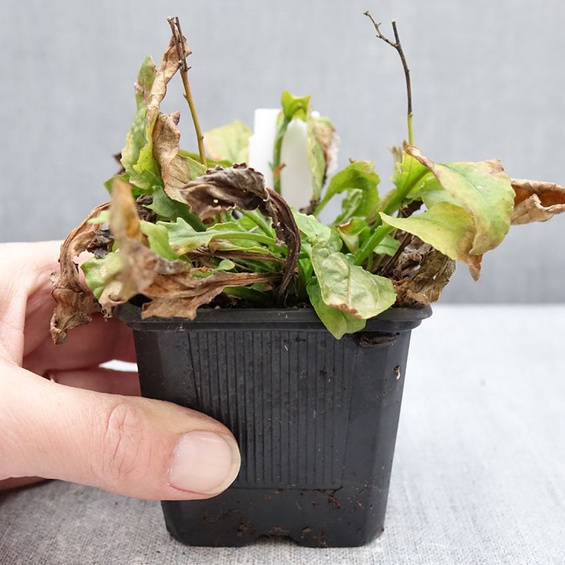 Spécimen de Penstemon Nova Pearl - Galane Godet de 8/9 cm tel que livré en hiver