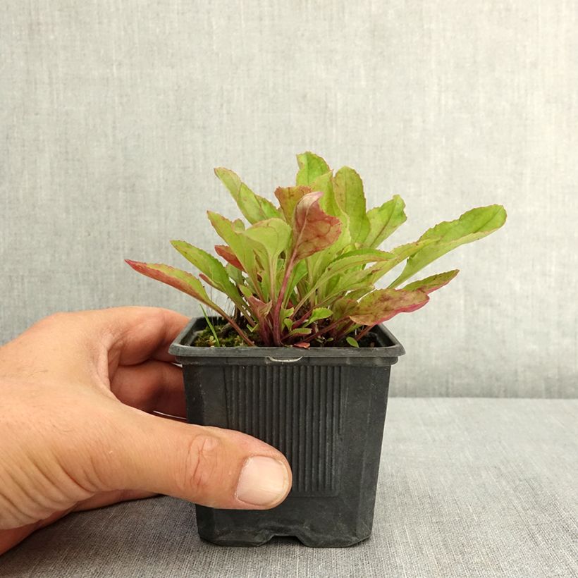 Spécimen de Penstemon Nova Twilight - Galane Godet de 8/9 cm tel que livré en été