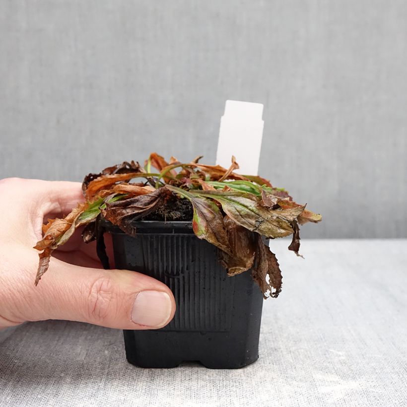 Spécimen de Penstemon Nova Twilight - Galane Godet de 8/9 cm tel que livré en hiver