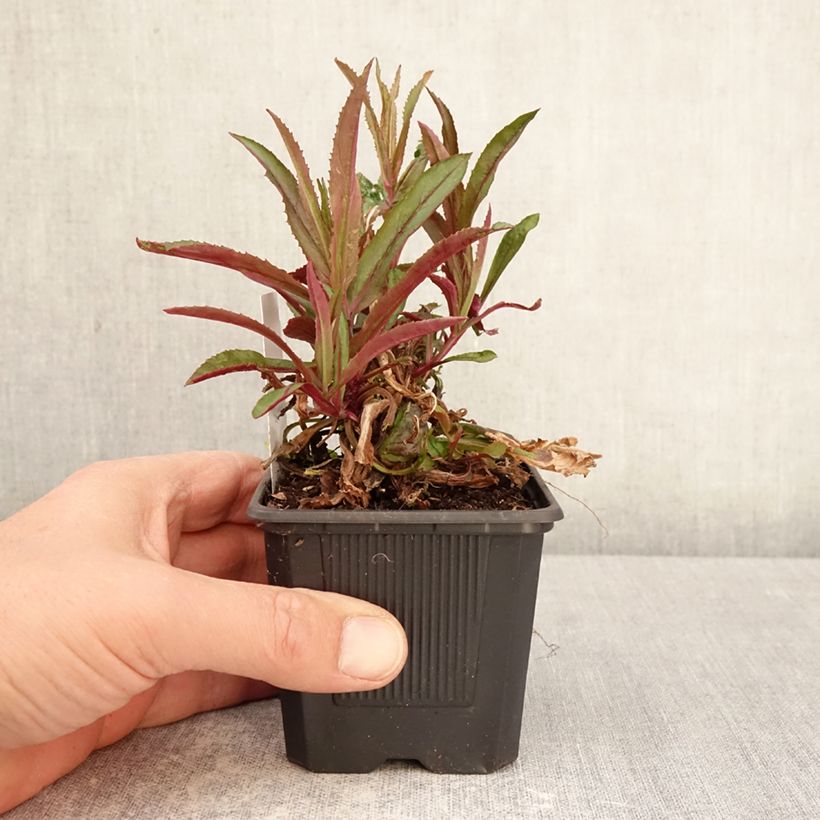 Spécimen de Penstemon Nova Twilight - Galane Godet de 8/9 cm tel que livré au printemps