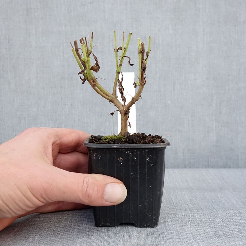 Spécimen de Penstemon Pensham Wedding Day - Galane Godet de 8/9 cm tel que livré en hiver