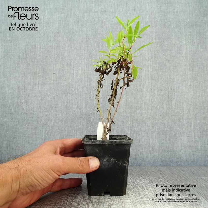 Spécimen de Penstemon Purple Passion - Galane  Godet de 8/9 cm tel que livré en automne