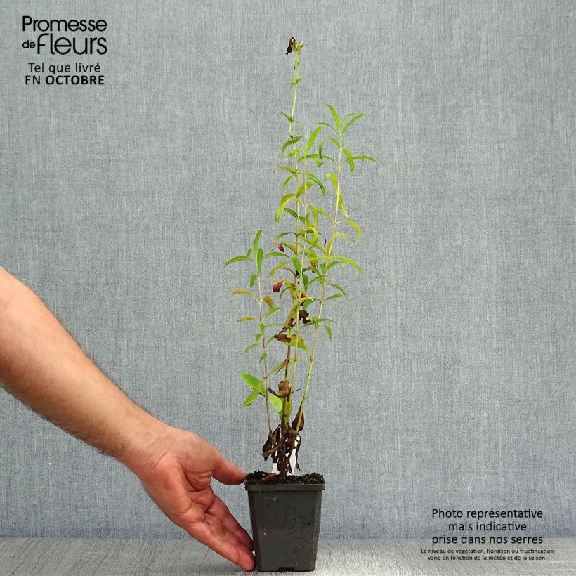 Spécimen de Penstemon Raven - Galane Godet de 8/9 cm tel que livré en automne