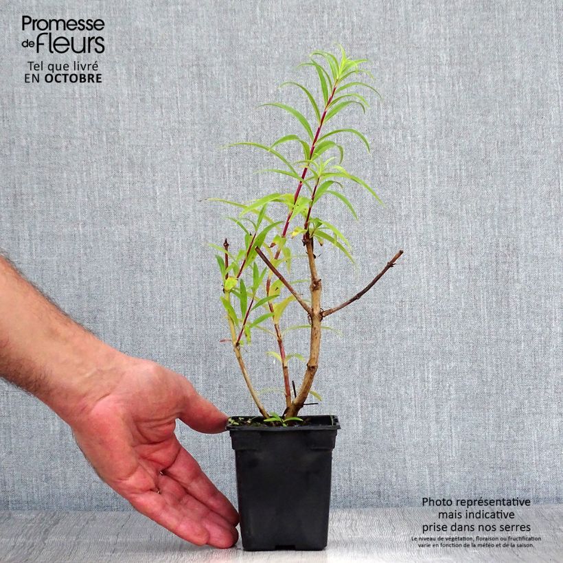 Spécimen de Penstemon Rich Ruby - Galane Godet de 7/8 cm tel que livré en automne