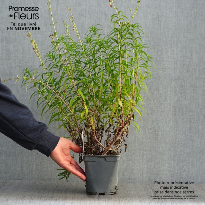 Spécimen de Penstemon Souvenir d'Adrien Régnier - Galane Pot de 2L/3L tel que livré en automne